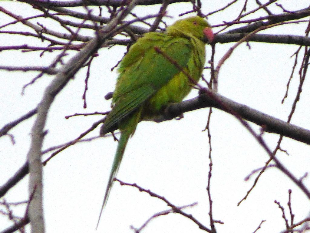 Cinque giorni ad Arenzano (GE): Parrocchetti dal collare